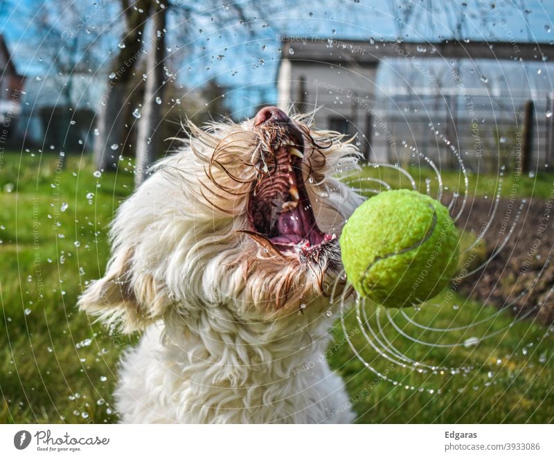 Hund fängt nassen Ball mit offenem Maul Hund spielend Hund fangen Hundeball Offener Mund Tennisball Wasser Hundeerziehung Tier Haustier lustig im Freien