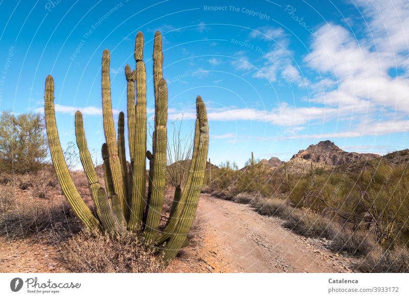 Ein Organ Pipe Cactus am Wegrand in der Wüste Natur Sonorawüste Kaktee Pflanze Stachel stachelig Orgelpfeifenkaktus Sand trocken Dürre Sträucher Büsche
