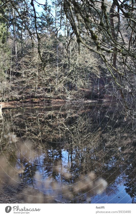 Oh, Weiher See Waldsee Spiegelung Wasser Wasseroberfläche Natur Reflexion & Spiegelung Außenaufnahme Menschenleer Landschaft Teich Idylle ruhig friedlich