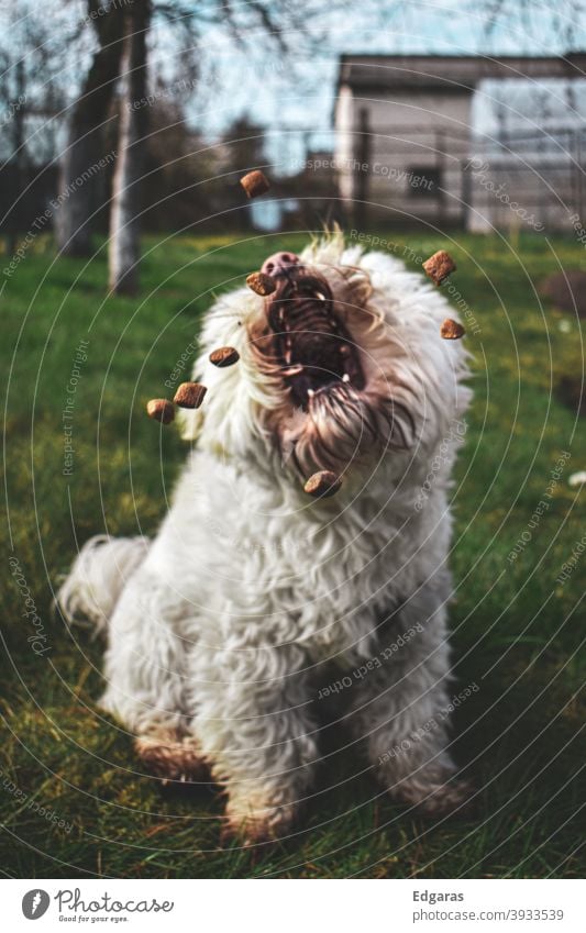 Ein Hund, der mit offenem Maul Nahrung aufnimmt Hundefutter Hund fangen Hund frisst Essen offener Mund fangend weiß