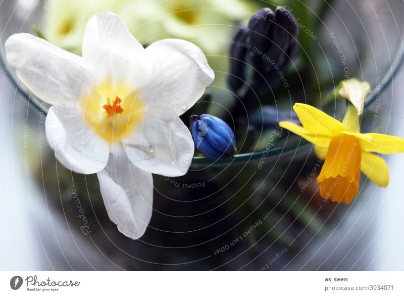 Frühlingsboten Osterglocke Narzisse Krokusse Blüte Blume Pflanze Natur Farbfoto gelb Gelbe Narzisse Blühend Menschenleer Makroaufnahme Schwache Tiefenschärfe