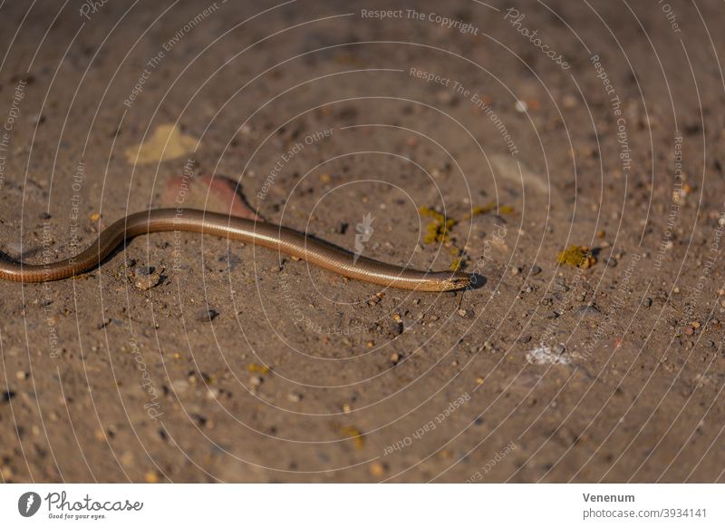 Blindschleiche sonnt sich am frühen Abend auf einem sandigen Weg Langsamwurm Sonnenschein Sandweg Deutschland Tier Tiere Lizard saurisch Eidechsenart