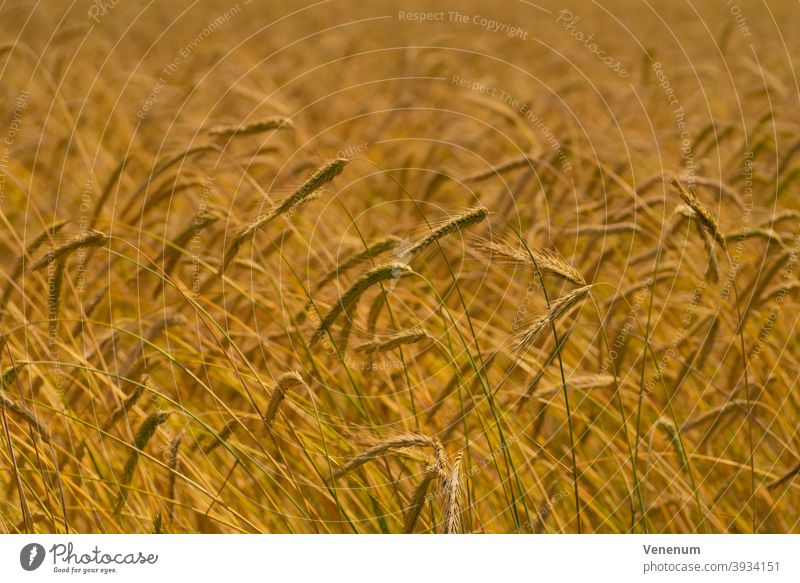 Ähren im Sommer Müsli grün Deutschland luckenwalde Feld Getreidefelder Ackerbau Landwirtschaft Agronomie Agrarsektor industrielle Landwirtschaft