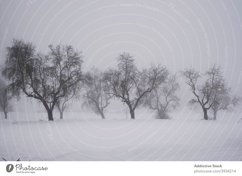 Baumallee an einem nebligen Tag im Winter Nebel Landschaft Gasse Schnee weiß trist Umwelt ruhig kalt Natur Wetter Pflanze idyllisch laublos Windstille Park