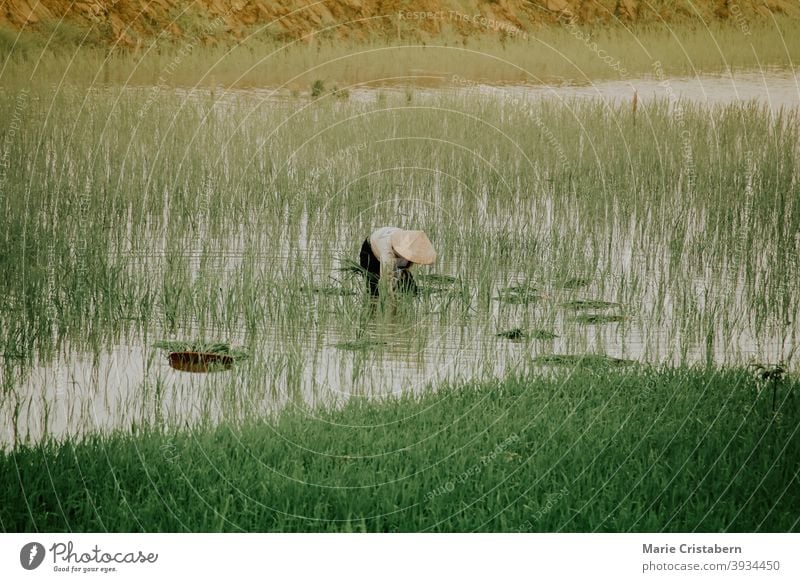 Reisbauer pflanzt Reis mit der Hand in den frühen nebligen Morgen in Ha giang, Vietnam Pflanzung von Reis Reisanbausaison nebliger Morgen ha giang Landschaft