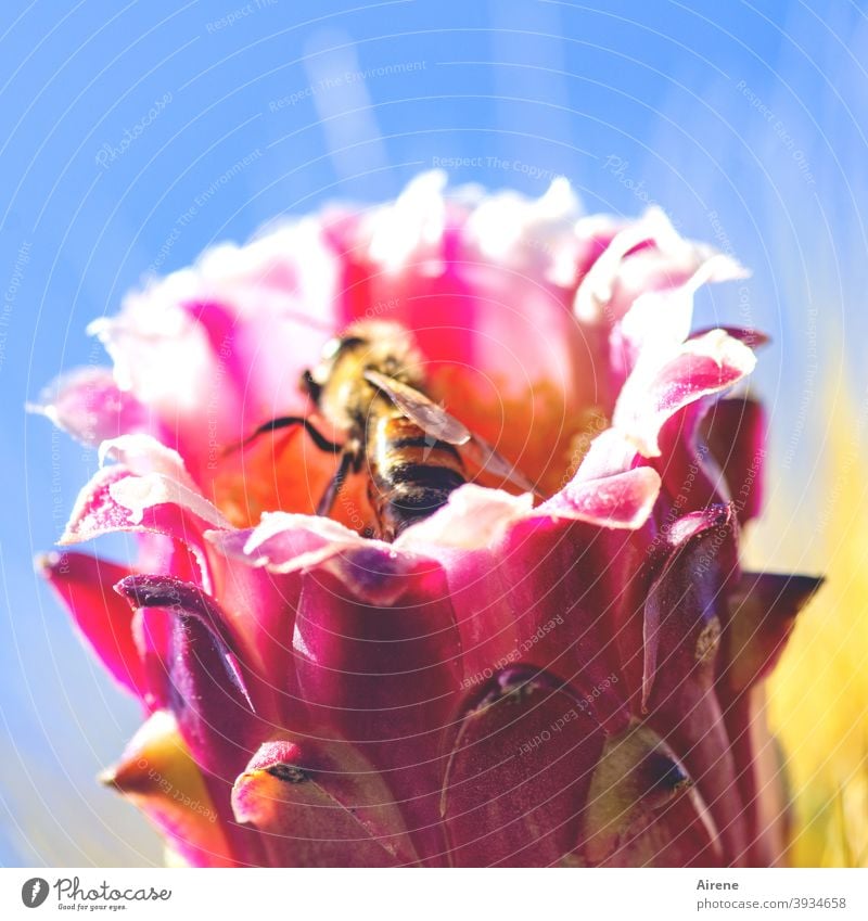 bald summen sie wieder Biene Kaktus Säulenkaktus Blüte bestäuben pink groß fleißig Stacheln dornig stachlig Himmel Freiland heiß Klima Kaktusblüte Bienenweide