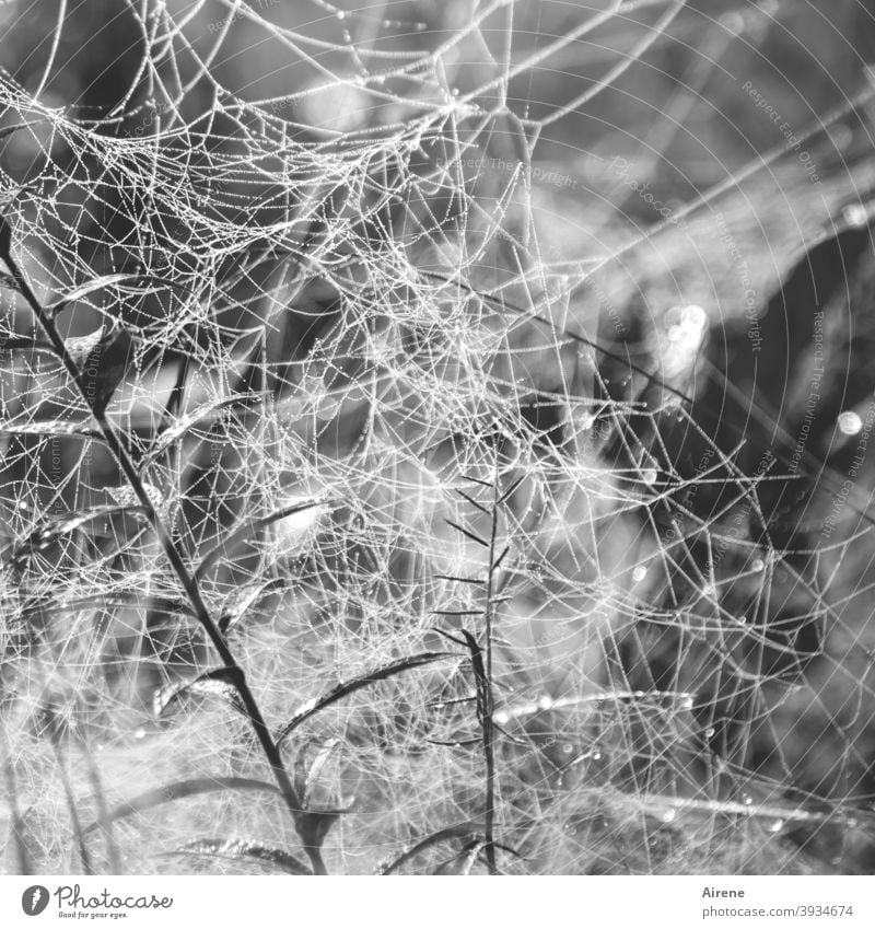 Gefahren im Netz Spinnennetz Pflanze Spinngewebe Webdesign hell zart versponnen Tau Licht Sonnenlicht Netzwerk Gewebe Lichtpunkte freundlich Gräser Pflanzen