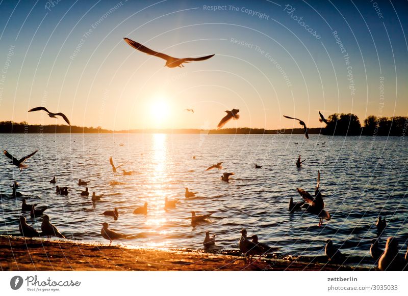 Vögel am Tegeler See mit Sonnenuntergang berlin fliegen gans gewässer havel kanadagans möwe schwan see spatz tegel tegeler hafen tegeler see ufer umland vogel