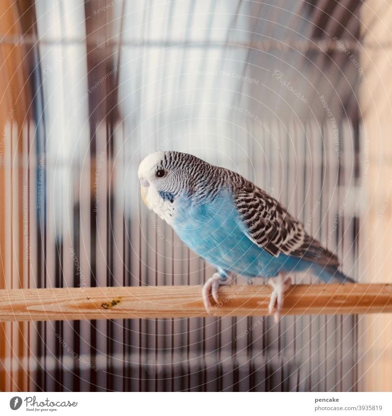 ungesund | hinter gittern Vogel Wellensittich Vogelkäfig eingesperrt gefangen Gitterstäbe Käfig Käfighaltung Haustier Tier Innenaufnahme Tierporträt