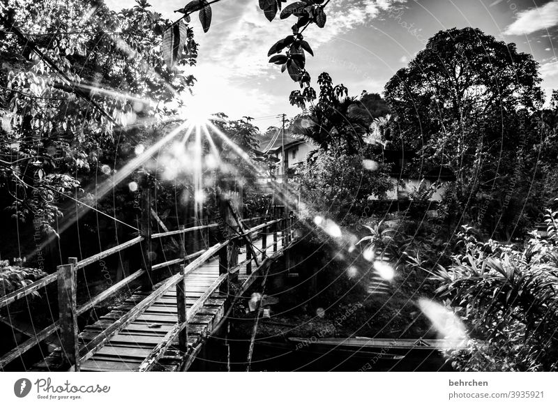 sehnsucht besonders Sonnenstrahlen Landschaft Urwald Natur traumhaft wunderschön Sonnenuntergang Abenddämmerung Gegenlicht Sonnenlicht Fluss Brücke Kontrast