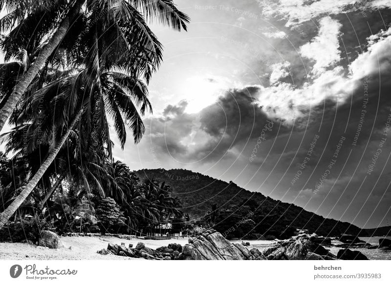 regen und sonnenschein Sonne Felsen entspannen erholen genießen Sehnsucht Trauminsel Sonnenlicht träumen Außenaufnahme besonders Menschenleer Palmen Ruhe