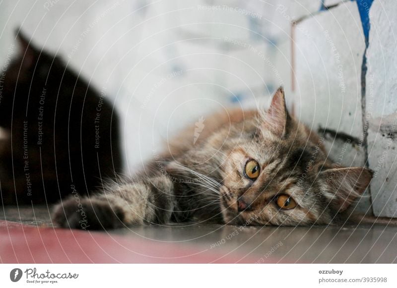 Porträt einer Katze, die auf dem Boden liegt Tier Tierporträt Hauskatze Haustier Katzenauge Tiergesicht Blick Katzenkopf Schnurrhaar Säugetier Auge Wachsamkeit