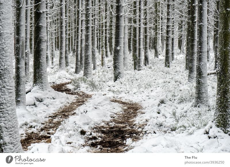Fichtenwald im Winter mit Schnee Baum Wald Natur Außenaufnahme Menschenleer Monokultur Forstwirtschaft Holz Frost Nadelwald kalt Umwelt Gedeckte Farben