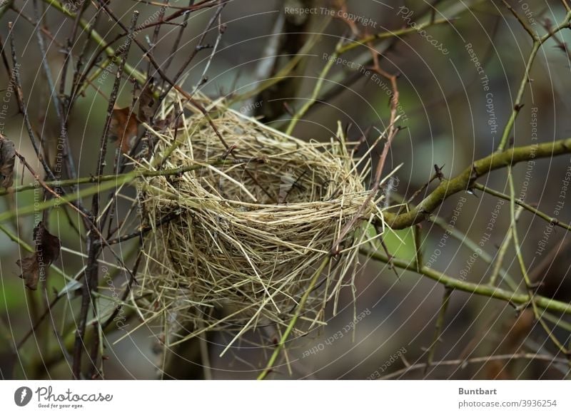 Vogelnest Nest Natur Außenaufnahme Halme Gras Menschenleer Hecke Äste Winter Zweige u. Äste Pflanze Baum Umwelt Herbst Äste und Zweige Ast Geäst herbstlich
