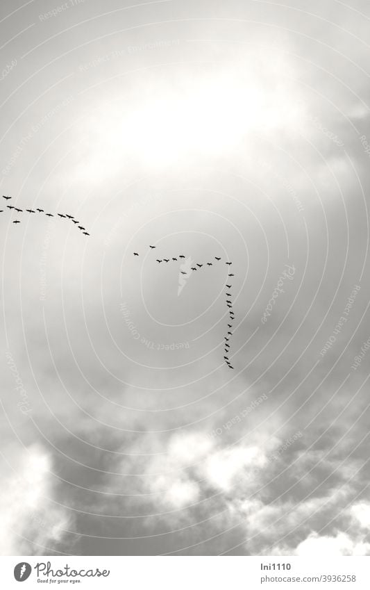 fliegende Kraniche am grauen Himmel Kraniche am Himmel Vogel Zugvogel Formation grauer Himmel Wolken Reise in den Süden spät Dezember Instinkt Fazination