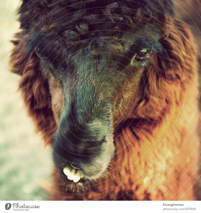 Visualisierung des Montagmorgens Tier Lama lustig skurril Gebiss Neigung Auge Fell Schnauze Kopf Farbfoto Gedeckte Farben Außenaufnahme Menschenleer Tag