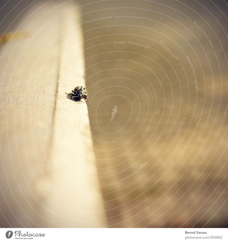 [° ] Käfer Blick krabbeln Ferne Bewegung Richtung geradeaus Linie braun klein Ziel anstrengen Unschärfe schwarz Metall Geländer Kopfsteinpflaster Farbfoto