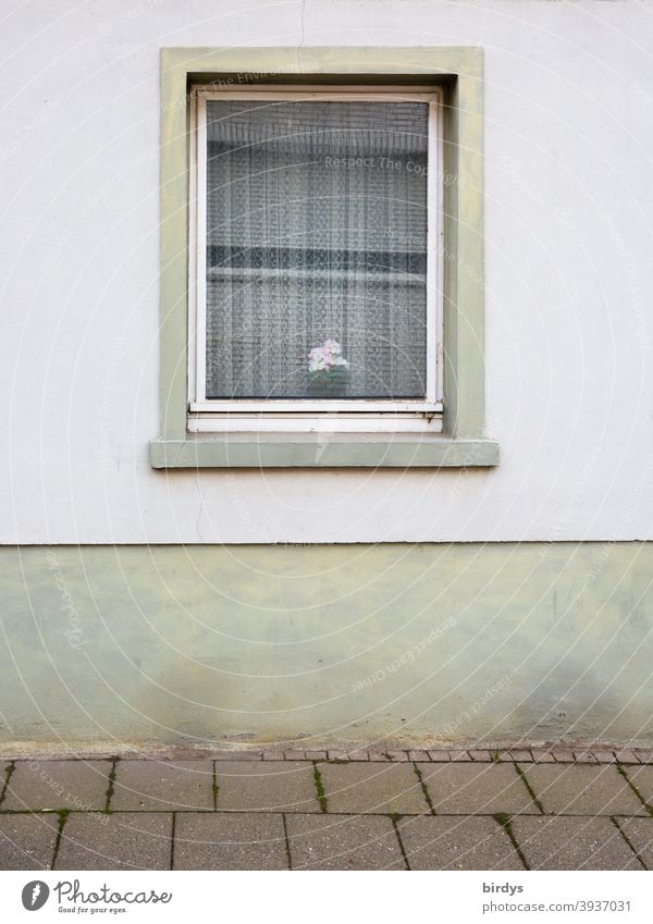Altes Fenster in einem Wohnhaus mit Gardine und einem Blumentopf, gedeckte Farben. schlicht Fassade Bürgersteig alt trist Einsamkeit ärmlich wohnen 1 Fenster