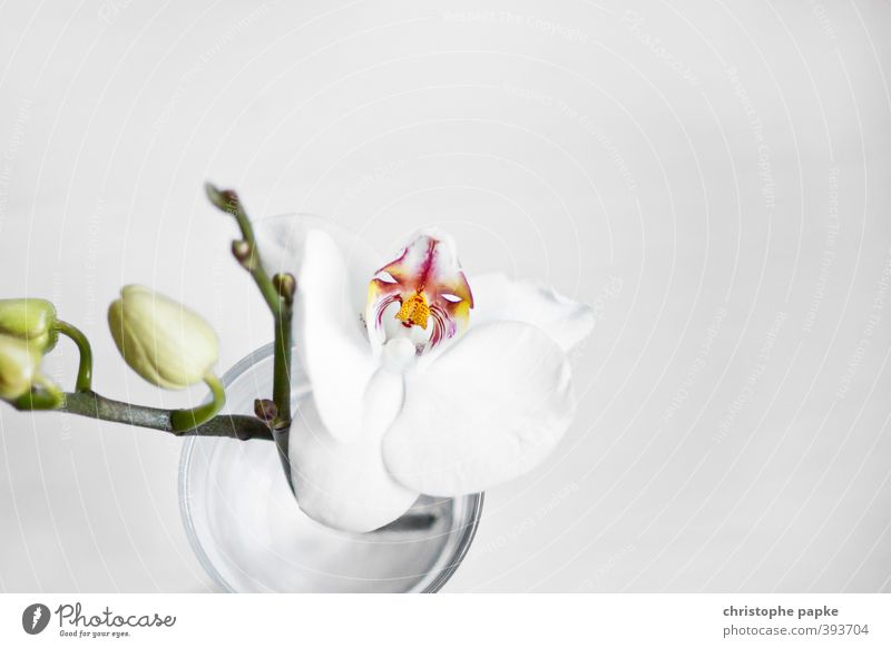 Blütezeit Pflanze Orchidee Blatt Topfpflanze exotisch Blühend ästhetisch frisch schön weich Blütenknospen Farbfoto Innenaufnahme Nahaufnahme Detailaufnahme