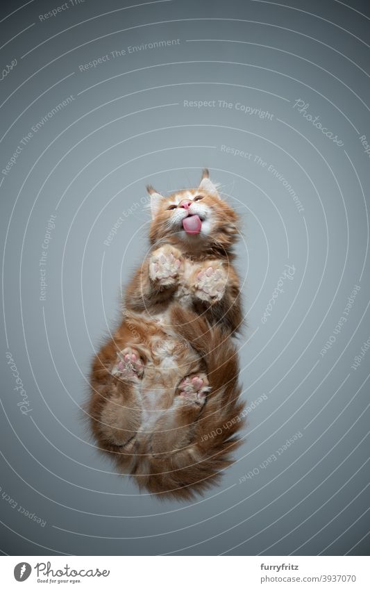 Unteransicht des niedlichen Kätzchens leckt Glastisch Katze Rassekatze Haustiere maine coon katze Katzenbaby Fell fluffig katzenhaft bezaubernd schön Ein Tier