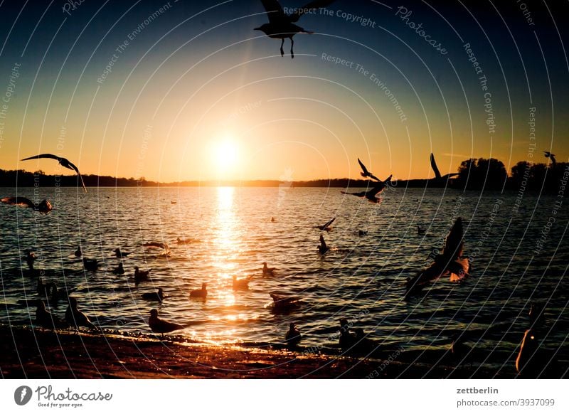 Sonnenuntergang mit Vögeln am Tegeler See berlin fliegen gans gewässer havel kanadagans möwe schwan see spatz tegel tegeler hafen tegeler see ufer umland vogel