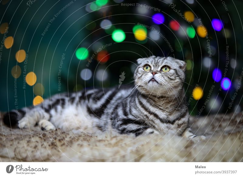 Schöne Hauskatze auf dem Hintergrund der Bokeh Weihnachtsbaum Katze Weihnachten Tier schön Dekoration & Verzierung neu Jahr Feier Feiertag niedlich heimisch