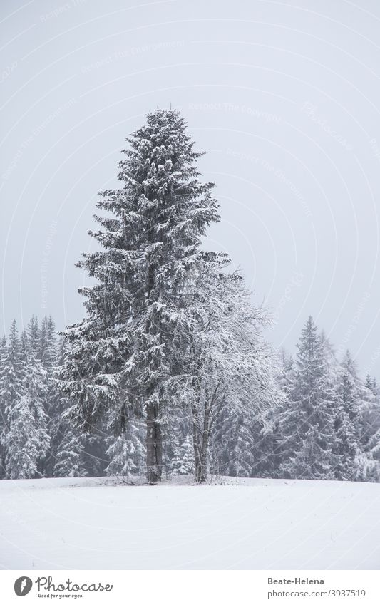 Winterschönheit: schneebedeckte Tannenbäume in Schönwald Winterstimmung Schwarzwald Tannenbaum Schnee Schneelandschaft weiß kalt Außenaufnahme Menschenleer