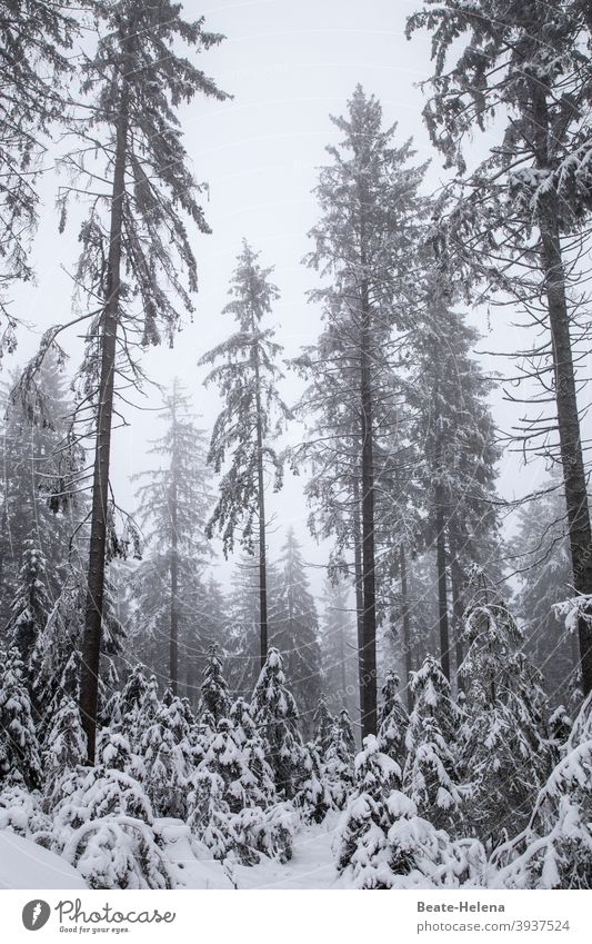 TT: traurige Tannen Winter Wald Schwarzwald Schnee Grau trist Tristesse Natur weiß kalt Landschaft Außenaufnahme Baum schlechtes Wetter Menschenleer Frost