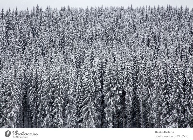 Winterlandschaft Schwarzwald Tannenwald Wald schwarz-weiß Schnee Menschenleer Landschaft Pflanze Natur Baum Frost Schwarzweißfoto kalt Wetter Außenaufnahme