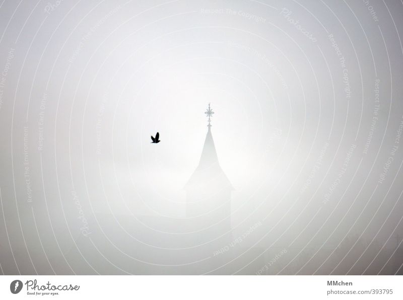 Beistand Klima Nebel Kirche Turm Gebäude Kirchturm Flügel Vogel Krähe Rabenvögel grau Stimmung Schutz Geborgenheit Opferbereitschaft Selbstlosigkeit