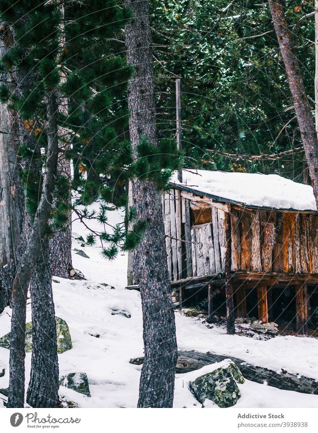 Einsames Holzhaus im verschneiten Nadelwald im Winter Haus Wald Baum Schnee nadelhaltig Natur Wälder hölzern Kabine üppig (Wuchs) Waldgebiet Fichte Immergrün