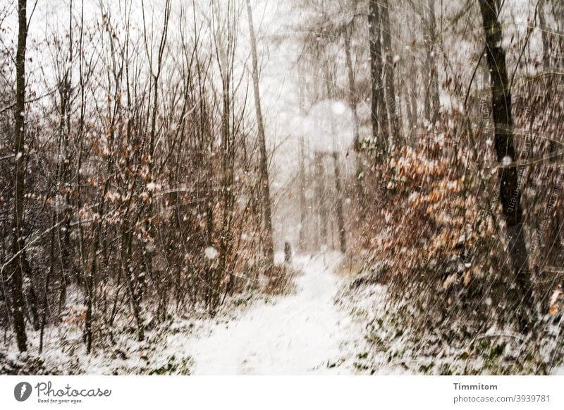 Schneefall beim winterlichem Waldspaziergang Schneeflocken Winter Weg Spaziergang Bäume Natur Laub kalt Wetter Außenaufnahme Umwelt Wintertag braun weiß