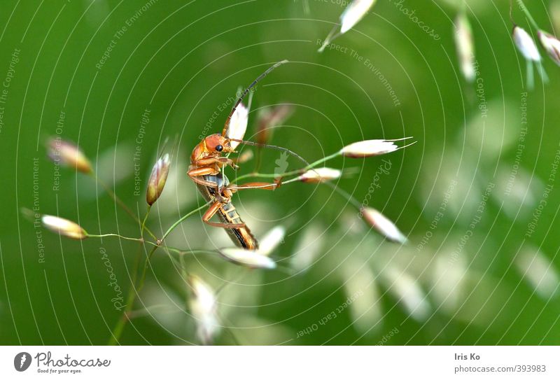 kleiner Artist Natur Tier Sommer Schönes Wetter Gras Käfer 1 festhalten hängen schaukeln sportlich außergewöhnlich lustig grün orange beweglich Ausdauer