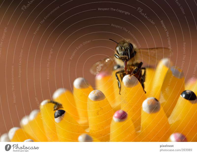 Bääh! Biene 1 Tier Spielzeug beobachten Erholung krabbeln Reinigen Blick klein nah niedlich stachelig braun gelb weiß fleißig Reinlichkeit Sauberkeit Flugangst