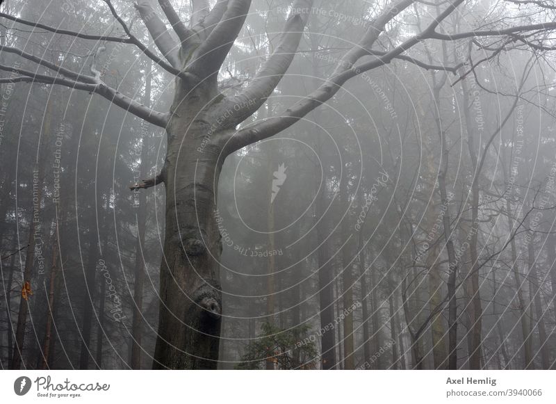 Im nebligen Wald steht ein Baum mit Gesicht. Nebel Erlkönig Buche Herbst Winter Waldspaziergang Angst unheimlich unheimliche Atmosphäre Baumgesicht Baumaugen