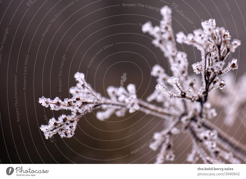 Pflanze im Frost Winter kalt Raureif gefroren Natur Nahaufnahme Kristallstrukturen Farbfoto Außenaufnahme Eiskristall weiß Menschenleer
