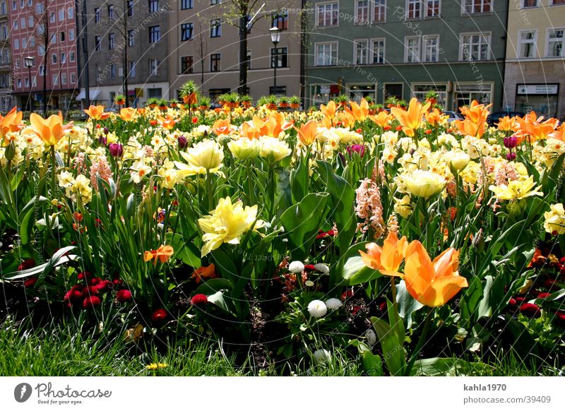 Frühlingslust Stadt Blume mehrfarbig grün gelb