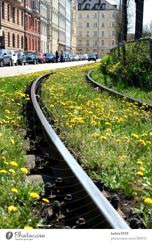 Schinen in die Stadt Gleise Wiese Blume Frühling grün Verkehr
