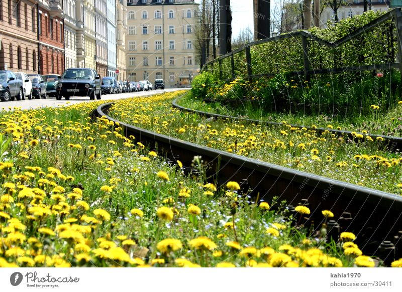 Schienen in die Stadt Gleise Verkehr Frühling Blume Wiese grün