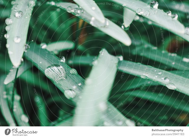 Grashalme - Wassertropfen grün frisch Damp Unschärfe gesättigte Farben Natur Umwelt Detailaufnahme Regen