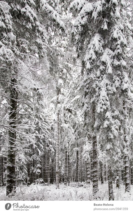 Vorsicht Schneebruchgefahr! Winter Winterwald Winterurlaub Schwarzwald Schneefall Außenaufnahme kalt Wald Winterstimmung weiß Wintertag Frost Landschaft