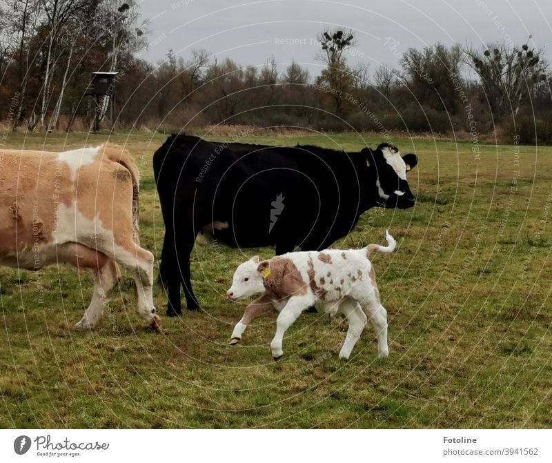 Spielstunde - oder ein Kälbchen tobt ausgelassen um die erwachsenen Rinder herum Kalb Kuh Tier Landwirtschaft Nutztier Weide Wiese Außenaufnahme Natur Gras