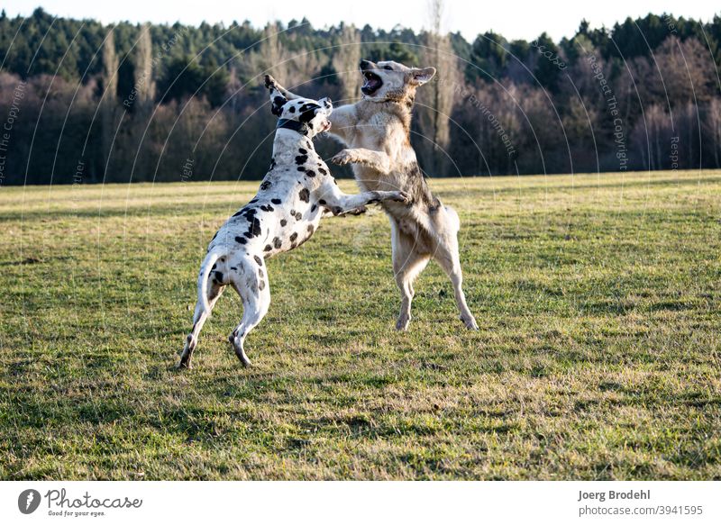 Hunde beim Spielen Dalmatiner Schäferhund Natur Wiese Wald Gras Kampf Kraft springen Outdoor sprung Aggression