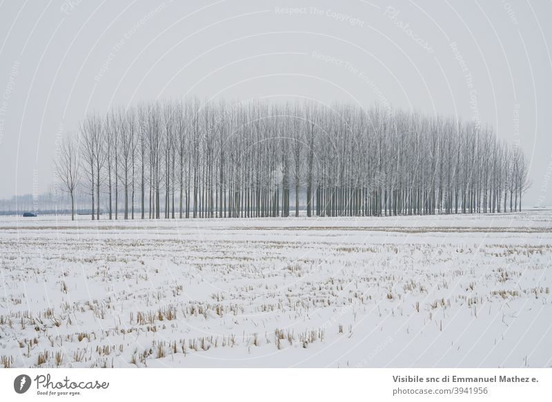 Winterlandschaft Eis Schnee Windstille Natur Pflanze kalt weiß Landschaft Abenddämmerung blauer Himmel Sehenswürdigkeit Hoheit Erde Hokkaido Lärche Populus