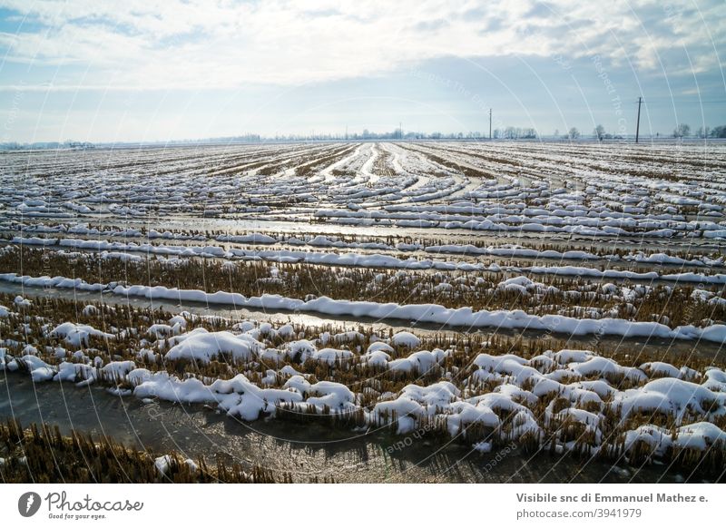 Reisfeld im Winter mit einem Lichtstrahl Schnee Saison Landwirtschaft Ansicht Landschaft schwarz-weiß Solitär Mast Four Seasons Nebel monochromatisch