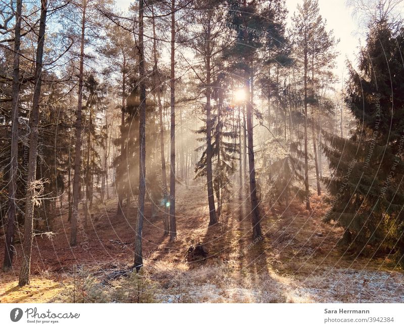 Sonnendurchfluteter Wald Sonnenlicht Außenaufnahme Baum Wald Wälder Winter Landschaft