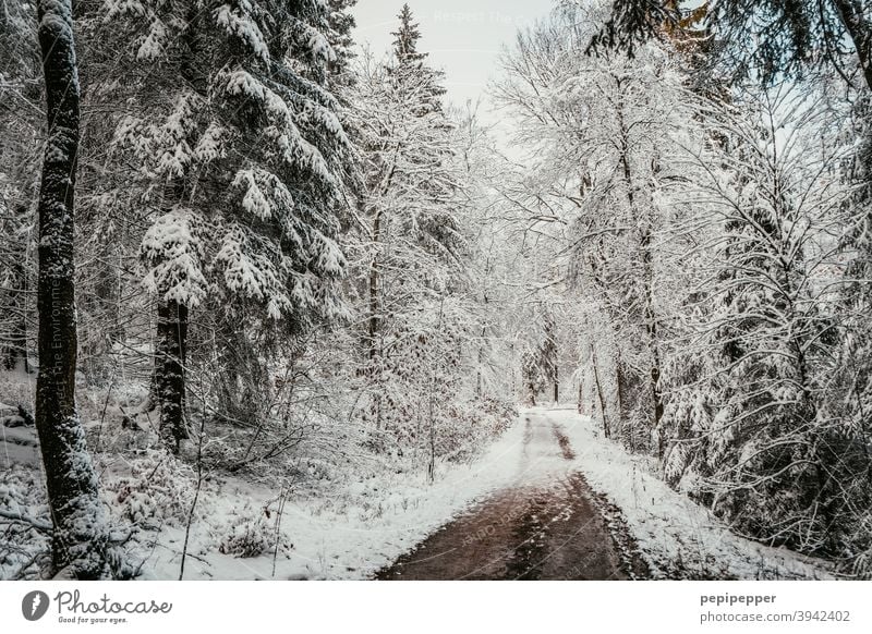 Waldweg im Winter mit Schnee auf den Bäumen Baum kalt Eis Frost Natur Außenaufnahme Menschenleer Einsamkeit Waldlichtung Waldboden Waldspaziergang Waldstimmung