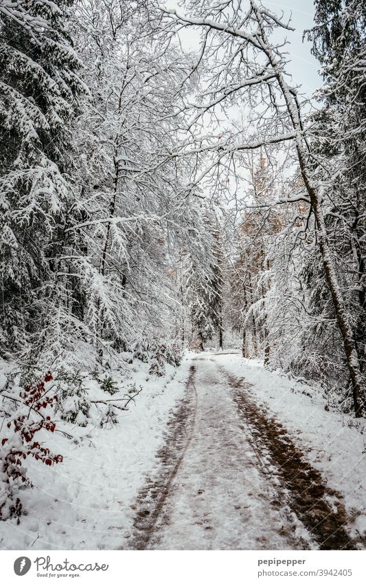 Waldweg im Winter mit Schnee auf den Bäumen Baum kalt Eis Frost Natur Außenaufnahme Menschenleer Einsamkeit Waldlichtung Waldboden Waldspaziergang Waldstimmung
