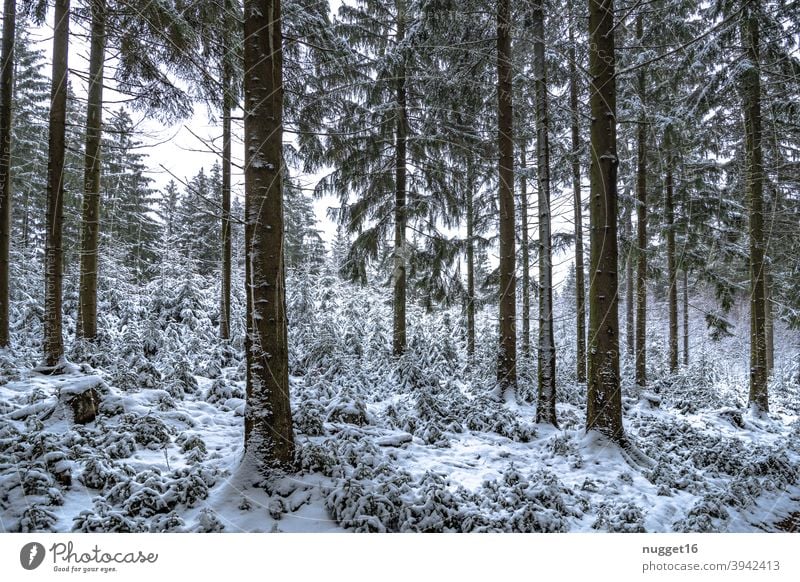 Winteridyll im Thüringer Wald Natur Außenaufnahme Baum Farbfoto Tag Menschenleer Landschaft Umwelt Pflanze natürlich Schnee Forst Forstweg kalt weiß Eis Frost