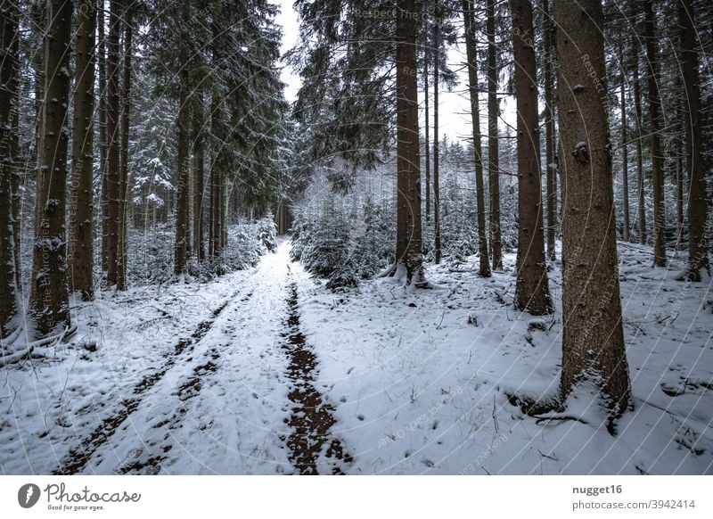 schneebedeckter Weg im Thüringer Wald 2 Waldweg Natur Außenaufnahme Baum Farbfoto Tag Menschenleer Landschaft Umwelt Pflanze natürlich Winter Schnee Fahrspur